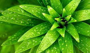 green leave plant HD wallpaper